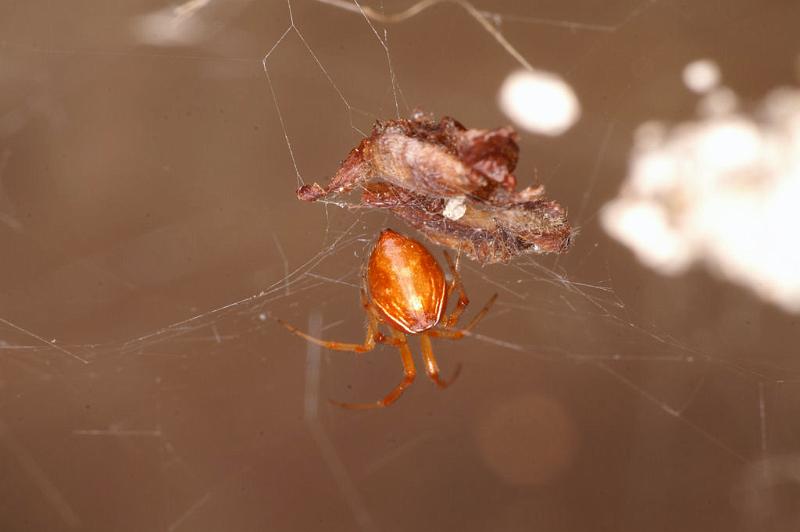 Parasteatoda_lunata_D4835_Z_90_Les Gris_Frankrijk.jpg